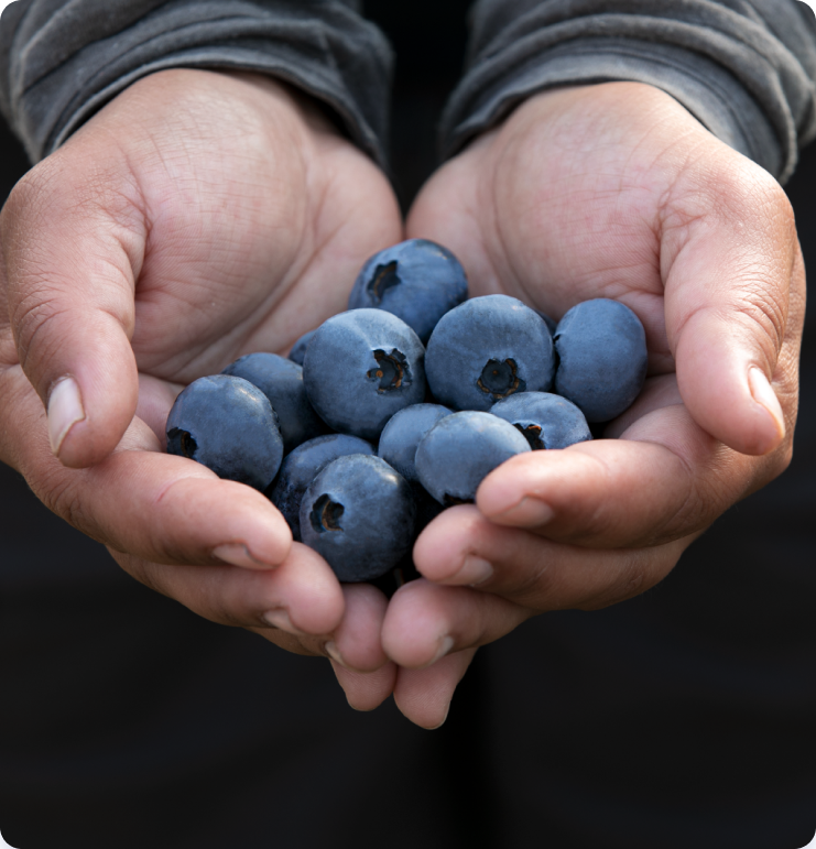 blue royal fresh berries farm nz fruit